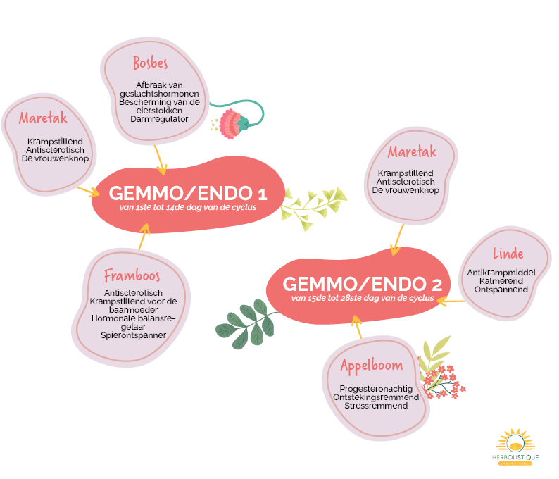 Gemmo-Endo 1&2