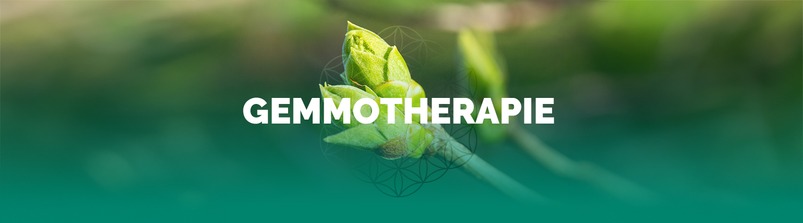 Gemmotherapie