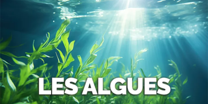 Les algues et leurs vertus