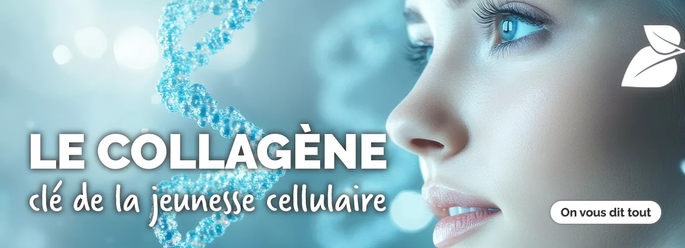 Collagène