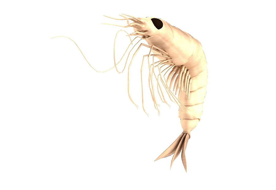 Krill
